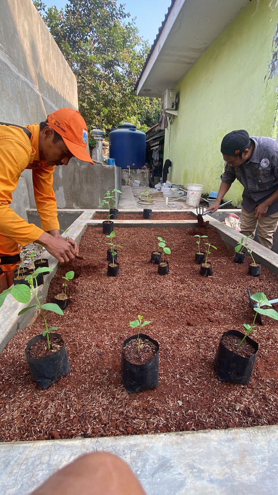 Tanam Serentak Tanaman Pendamping Beras, Kelurahan Kamal Muara Perkuat Ketahanan Pangan dari Lingkungan 2