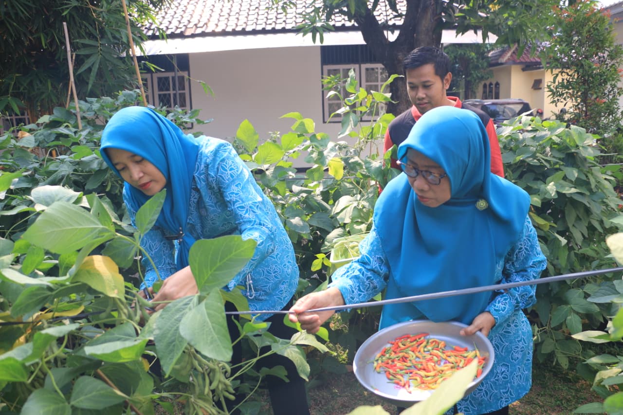 Kegiatan panen edamame, cabai, dan pakcoy dilaksanakan di Kantor Kelurahan Sunter Jaya 2