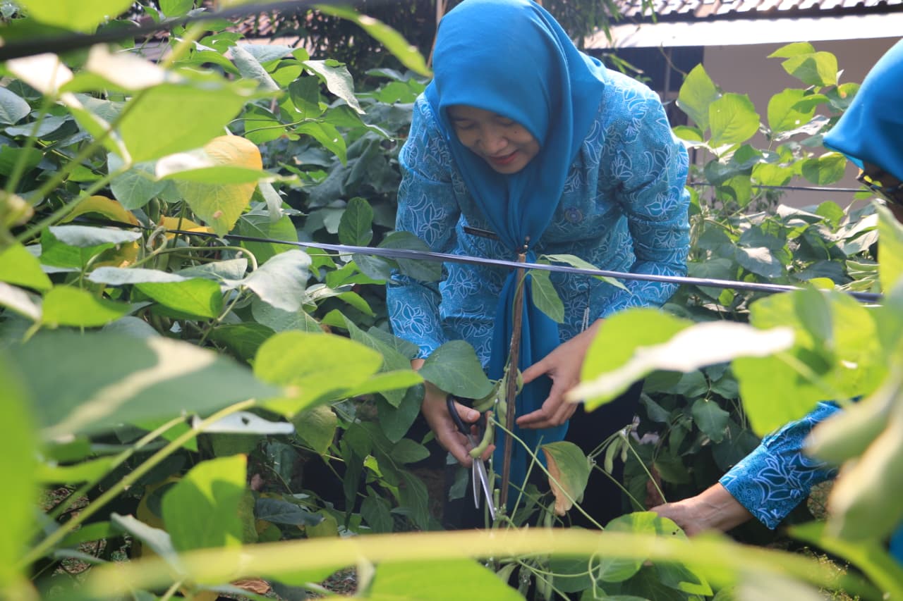 Kegiatan panen edamame, cabai, dan pakcoy dilaksanakan di Kantor Kelurahan Sunter Jaya 3