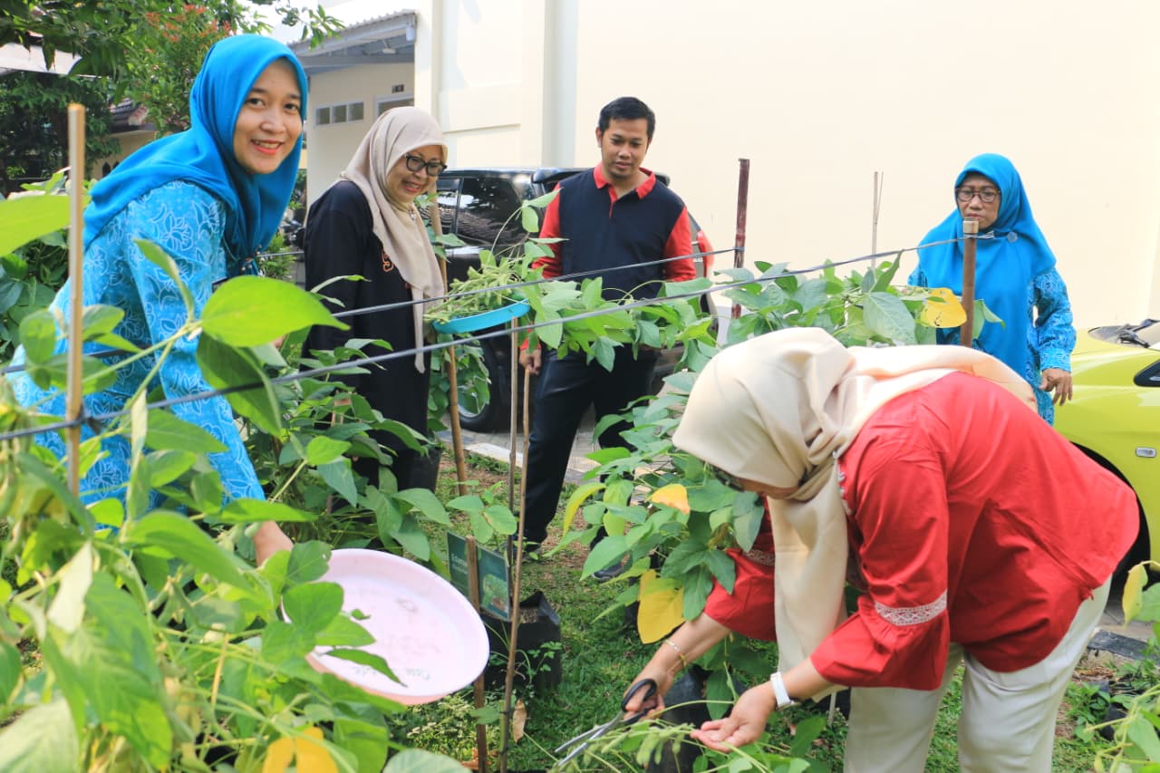 Kegiatan panen edamame, cabai, dan pakcoy dilaksanakan di Kantor Kelurahan Sunter Jaya 5