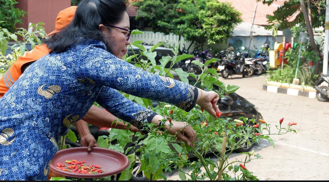 Panen Ikan, Cabe, Terong dan Melon di Kantor Kelurahan Sunter Agung 3