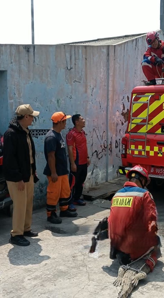 Evakuasi Buaya di Wilayah RW. 012 Kelurahan Tanjung Priok 1