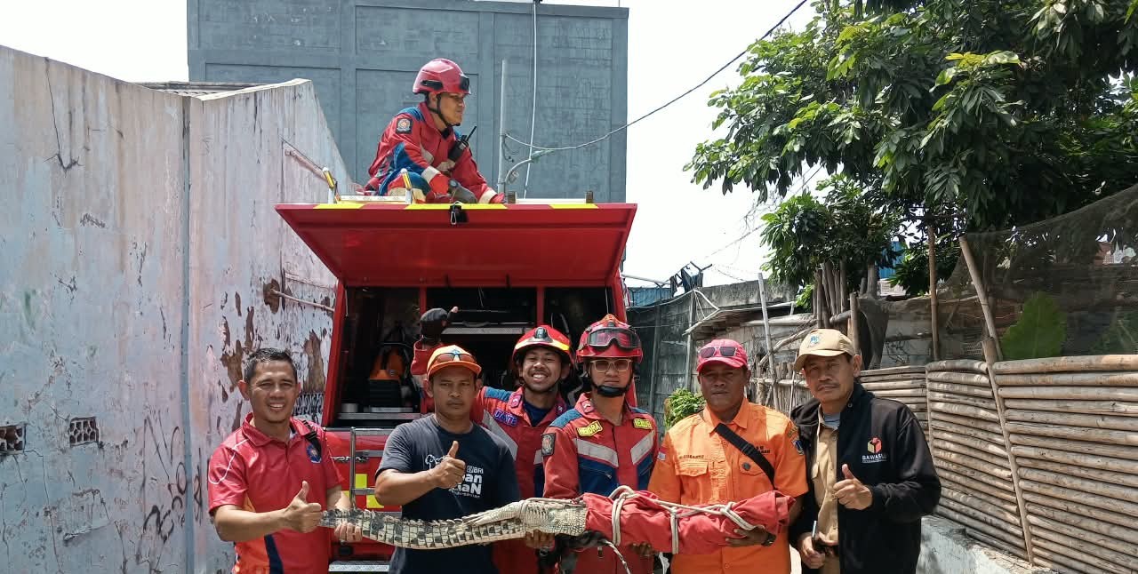 Evakuasi Buaya di Wilayah RW. 012 Kelurahan Tanjung Priok 2