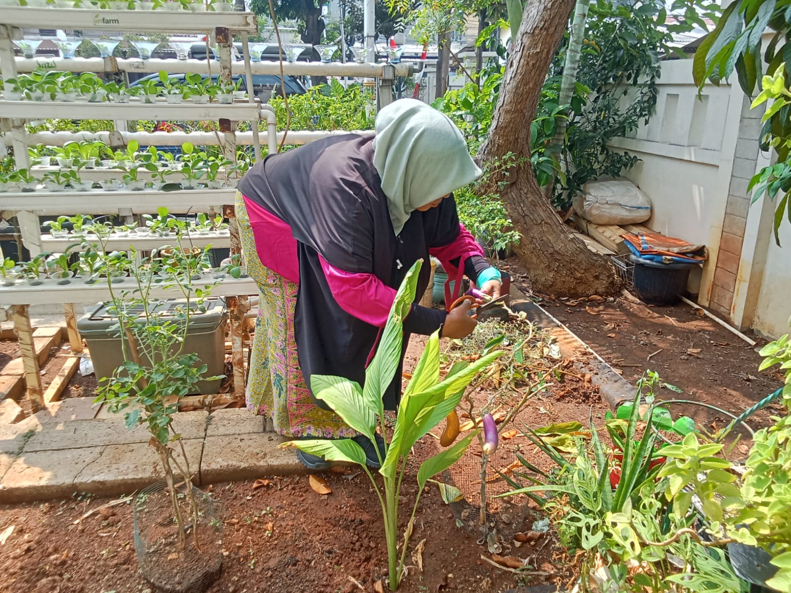 PANEN HASIL KEBUN KELURAHAN RAWA BADAK UTARA 4