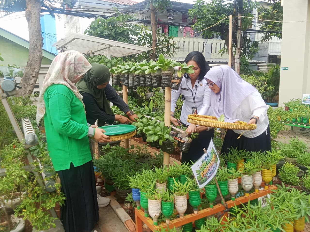 Panen Pokcoy Hidroponik di Halaman Kantor Kelurahan Rawa Badak Utara 4