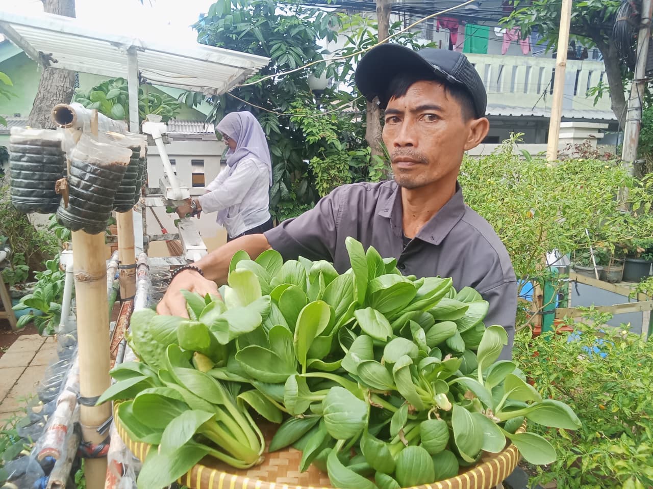 Panen Pokcoy Hidroponik di Halaman Kantor Kelurahan Rawa Badak Utara 2