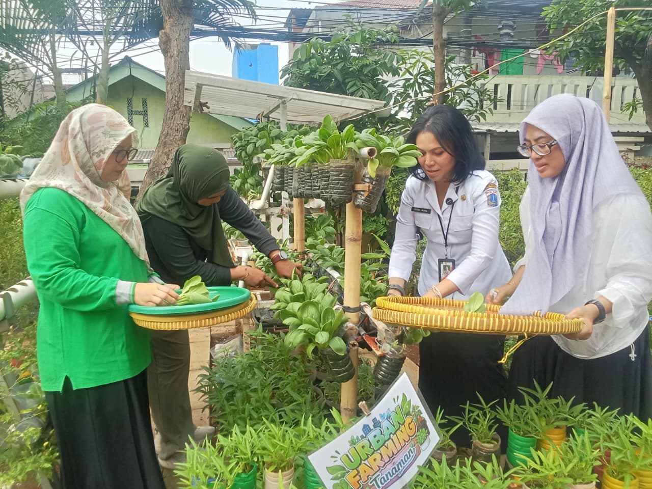 Panen Pokcoy Hidroponik di Halaman Kantor Kelurahan Rawa Badak Utara 5