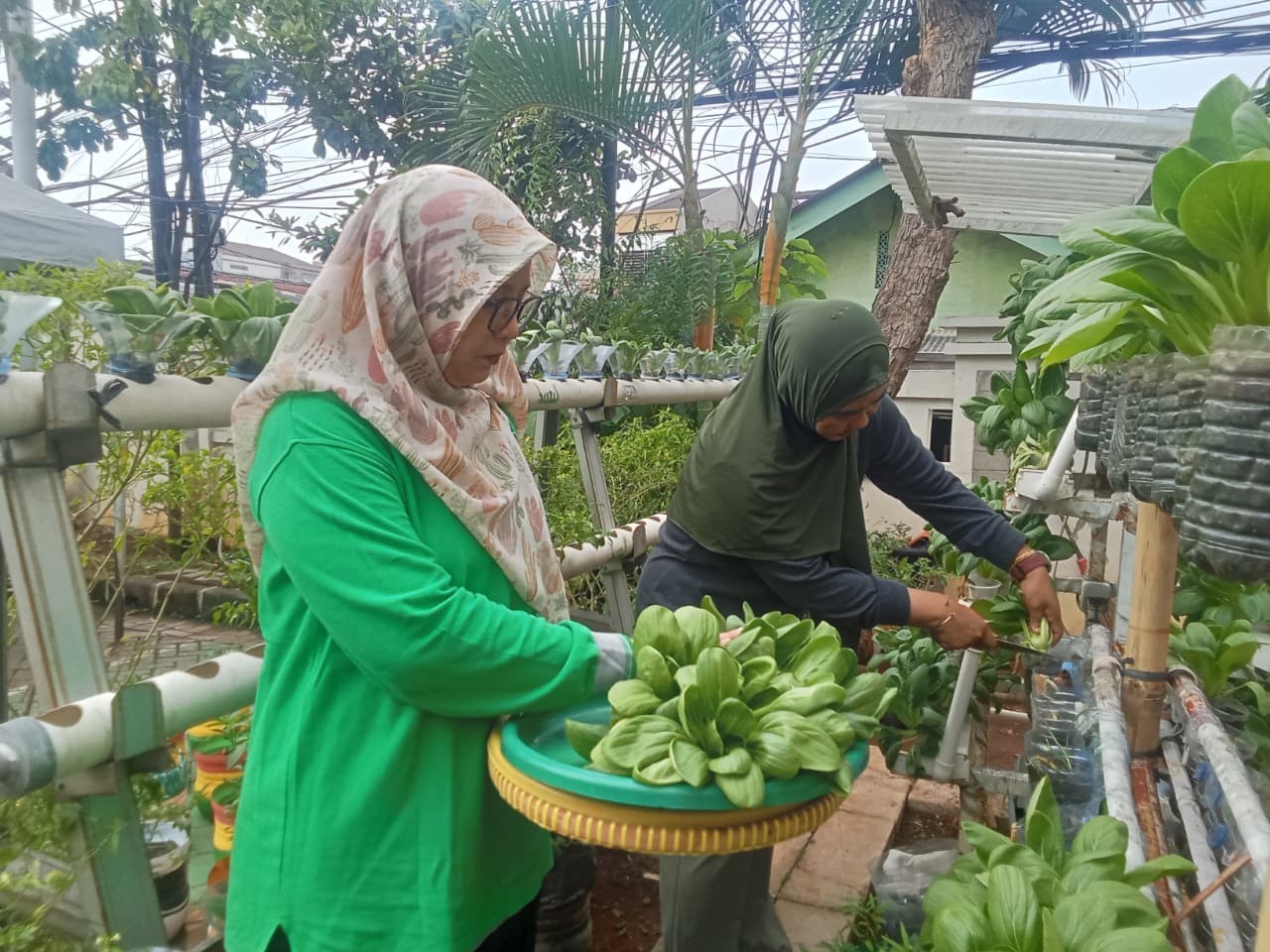 Panen Pokcoy Hidroponik di Halaman Kantor Kelurahan Rawa Badak Utara 3