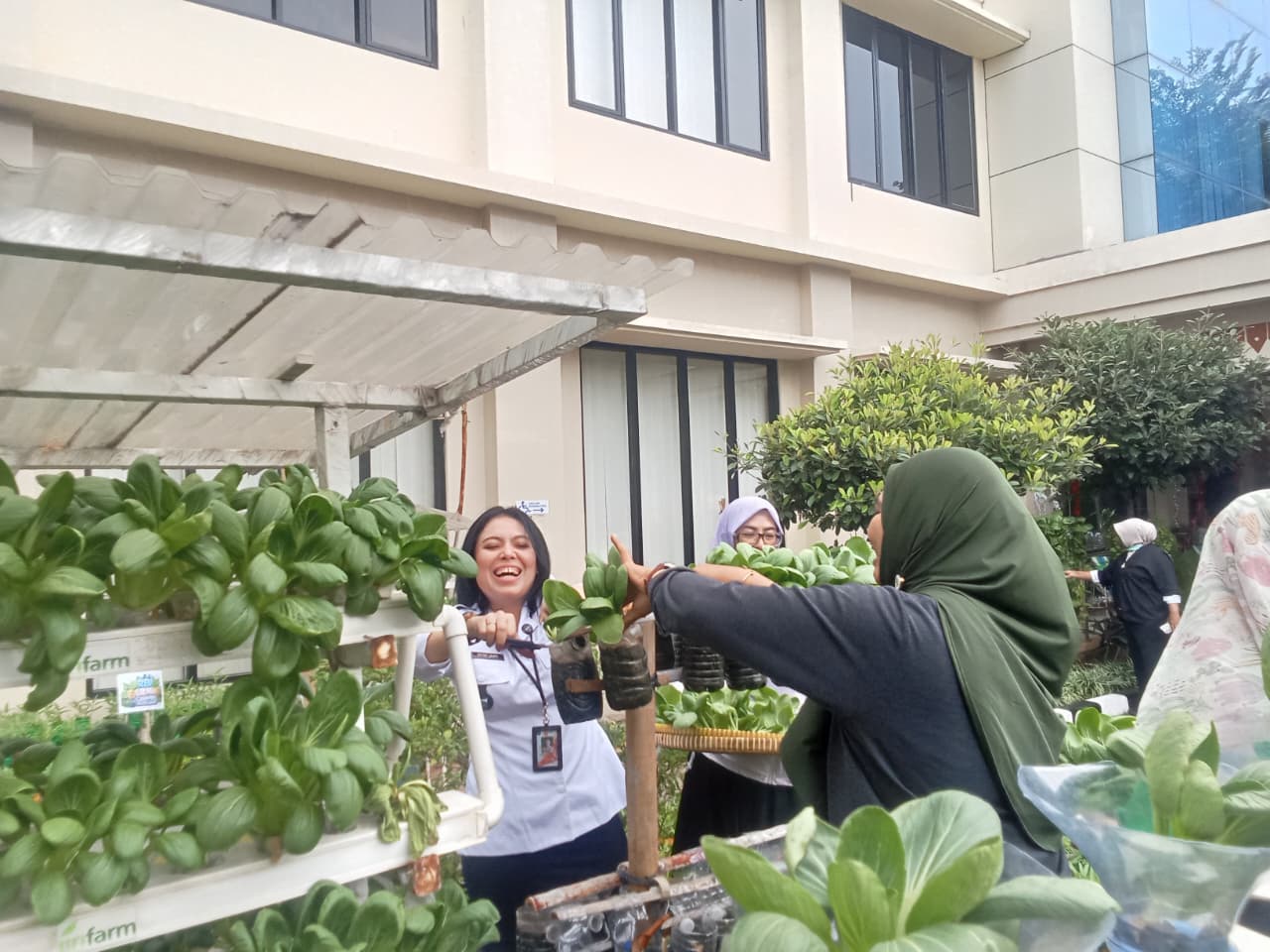 Panen Pokcoy Hidroponik di Halaman Kantor Kelurahan Rawa Badak Utara 1