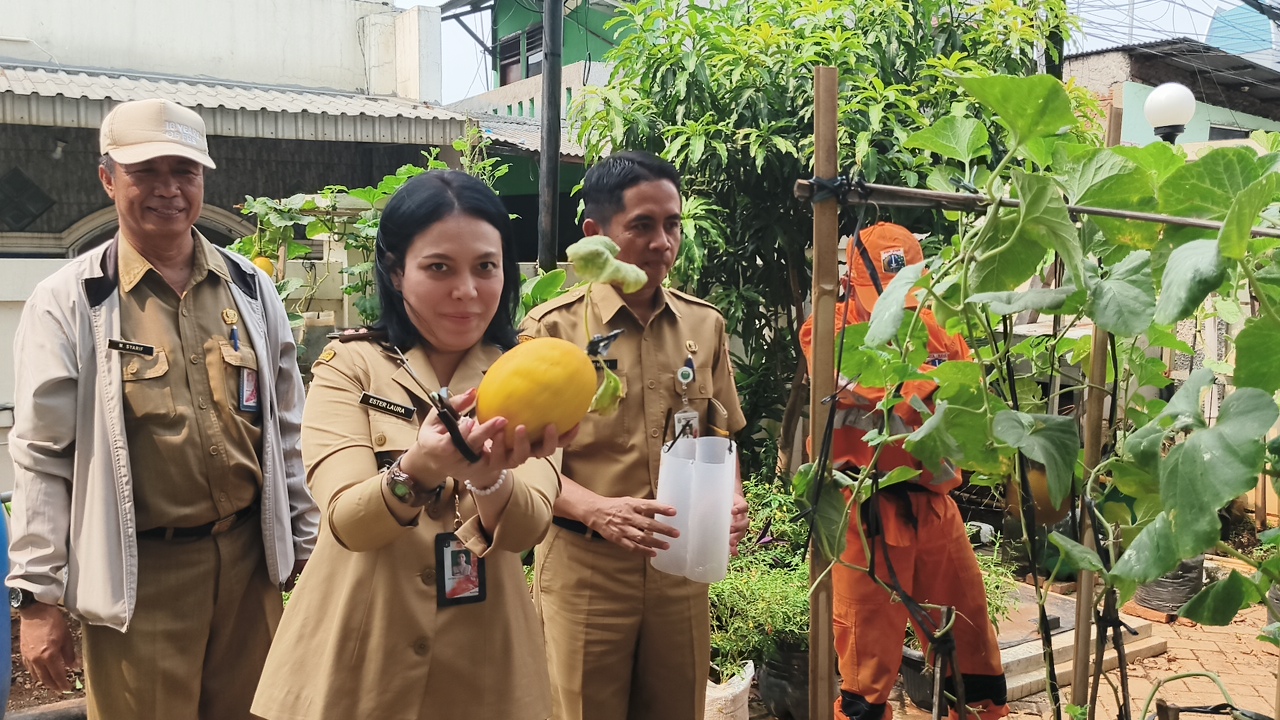 Panen Melon dan Pakcoy, Wujudkan Ketahanan Pangan dari Lingkungan Kantor 3