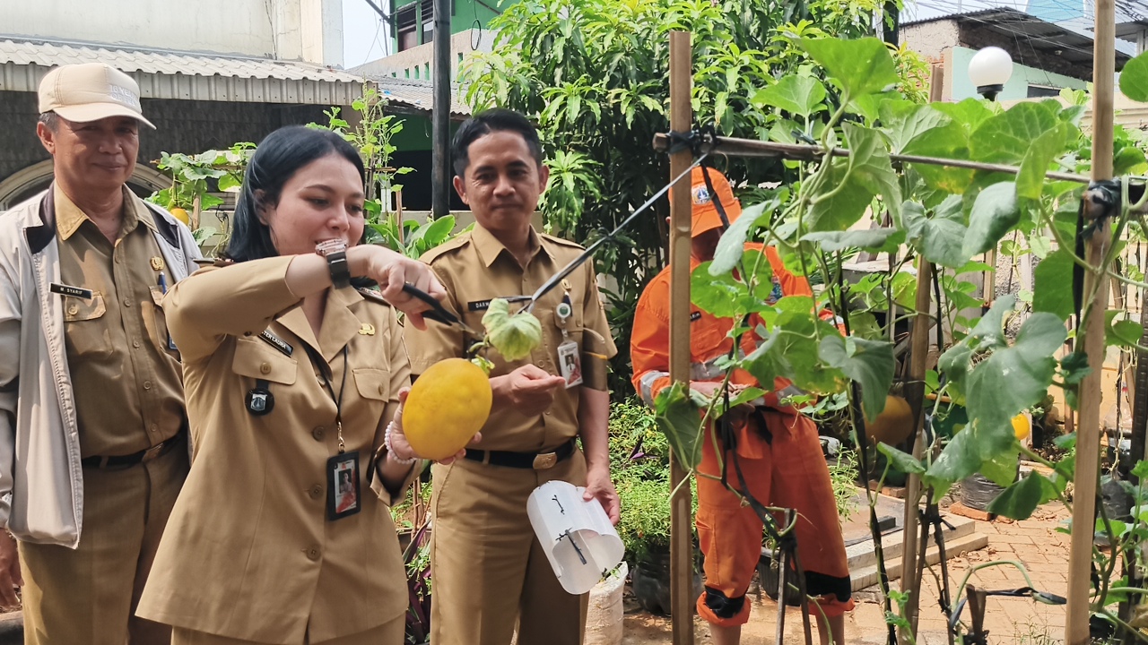 Panen Melon dan Pakcoy, Wujudkan Ketahanan Pangan dari Lingkungan Kantor 1