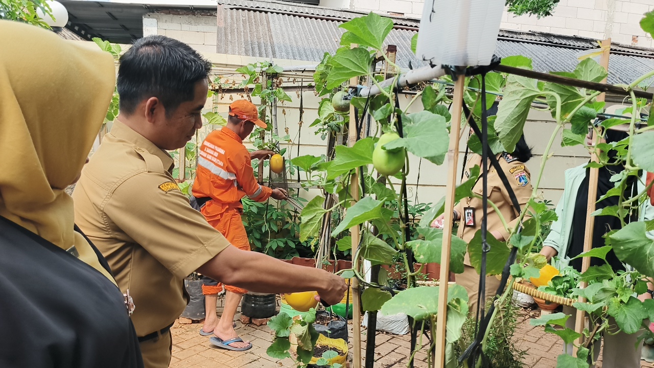 Panen Melon dan Pakcoy, Wujudkan Ketahanan Pangan dari Lingkungan Kantor 4