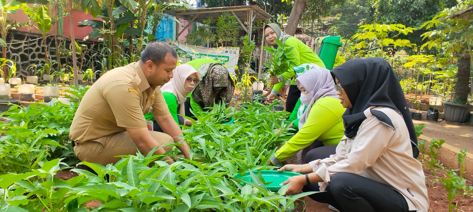 🌱 PANEN BERSAMA POKJA 3 DI PERTANIAN PERKOTAAN RPTRA RASELA 5
