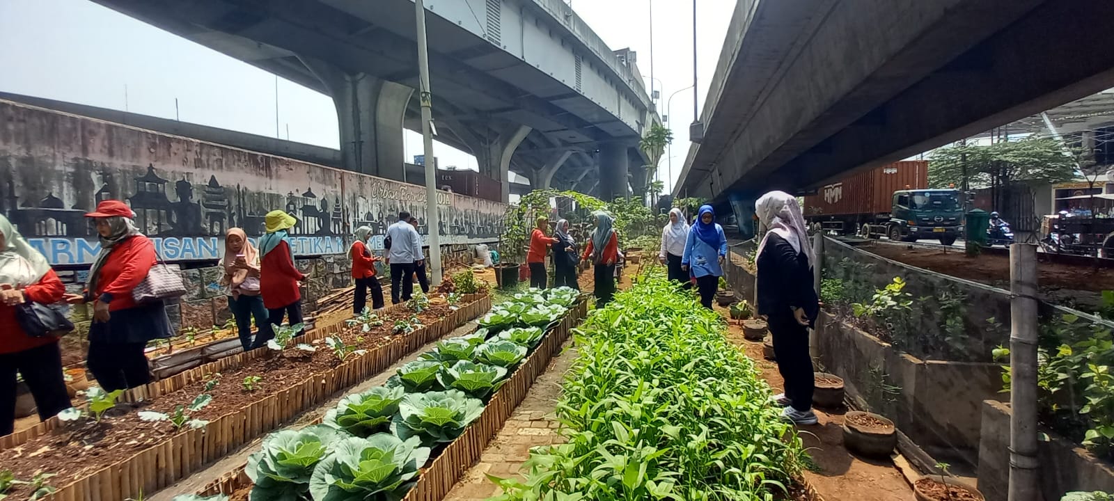 Kegiatan Panen Kangkung di Taman Jampea RW 007 Kelurahan Koja 5
