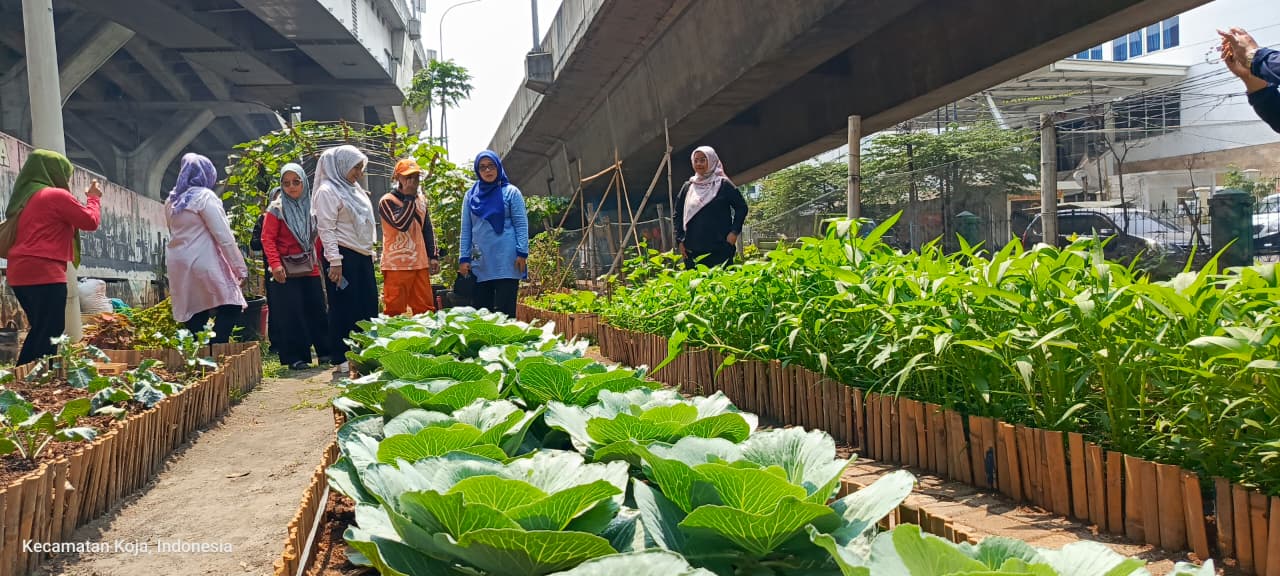 Kegiatan Panen Kangkung di Taman Jampea RW 007 Kelurahan Koja 3
