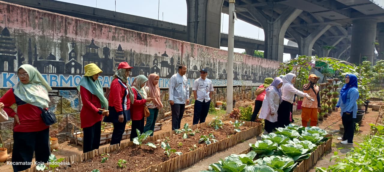 Kegiatan Panen Kangkung di Taman Jampea RW 007 Kelurahan Koja 4