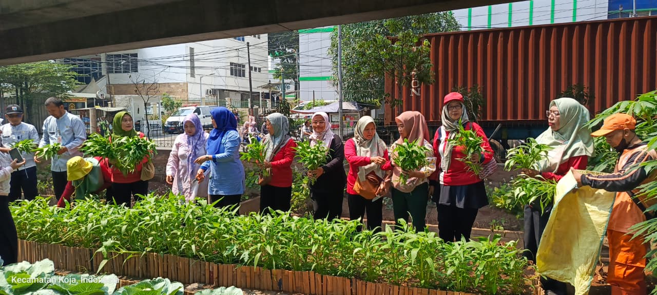 Kegiatan Panen Kangkung di Taman Jampea RW 007 Kelurahan Koja 2
