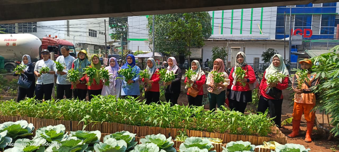 Kegiatan Panen Kangkung di Taman Jampea RW 007 Kelurahan Koja 1