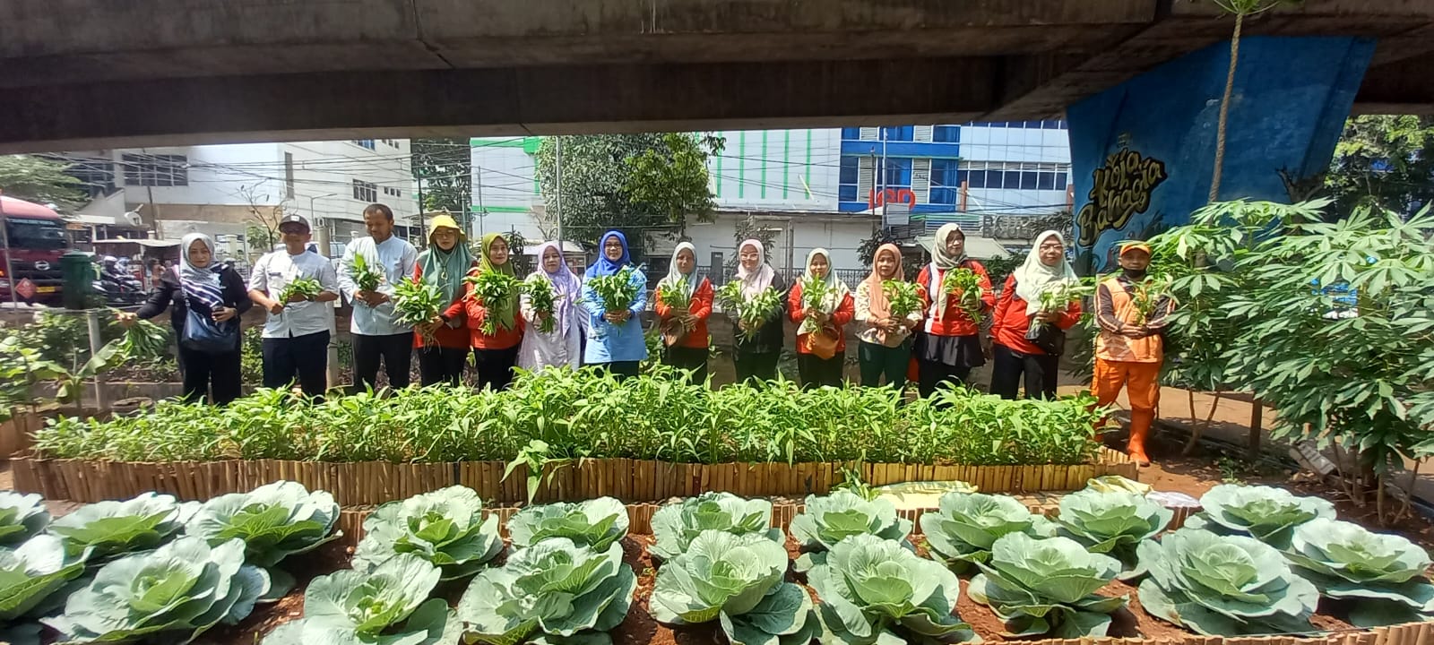 Kegiatan Panen Kangkung di Taman Jampea RW 007 Kelurahan Koja 6