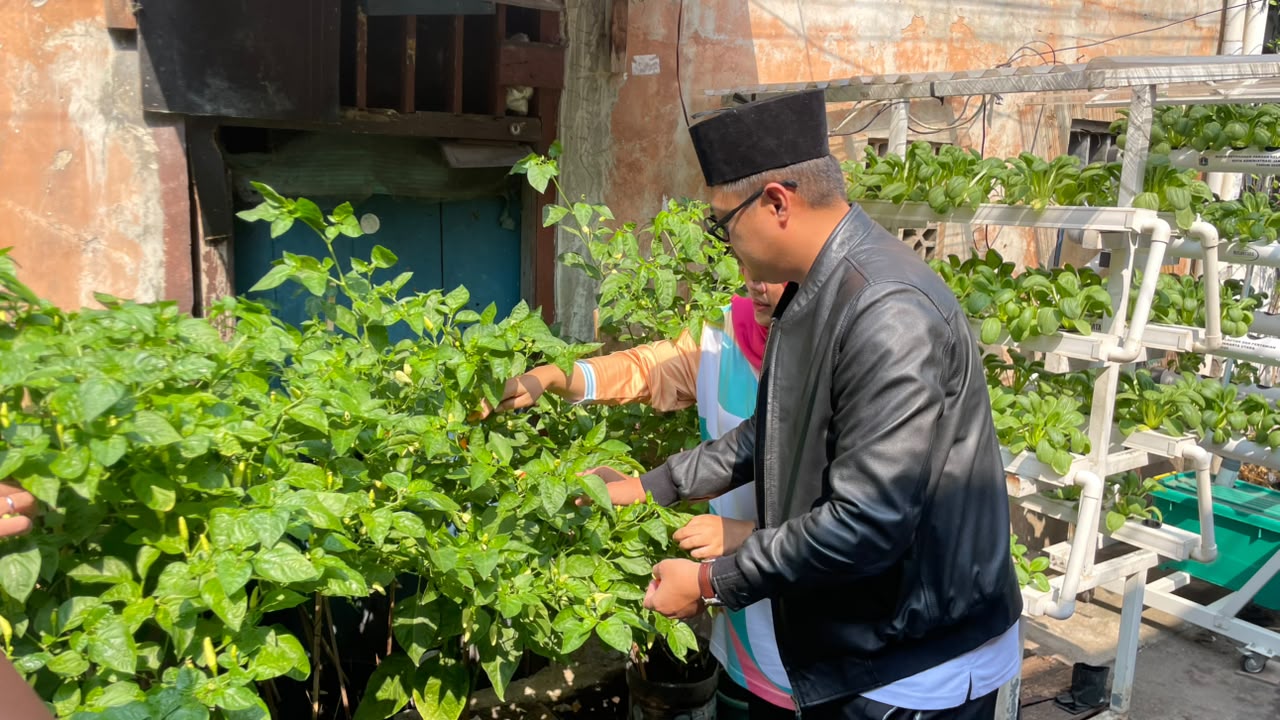 Panen Pakcoy di RW 014 Kelurahan Pademangan Barat Wujudkan Ketahanan Pangan Berbasis Masyarakat 3