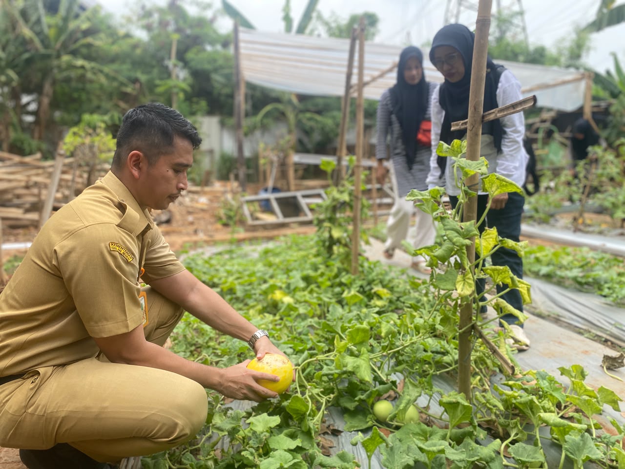 Panen Bersama di Tiga Lokasi, Pegangsaan Dua Perkuat Ketahanan Pangan melalui Urban Farming 5
