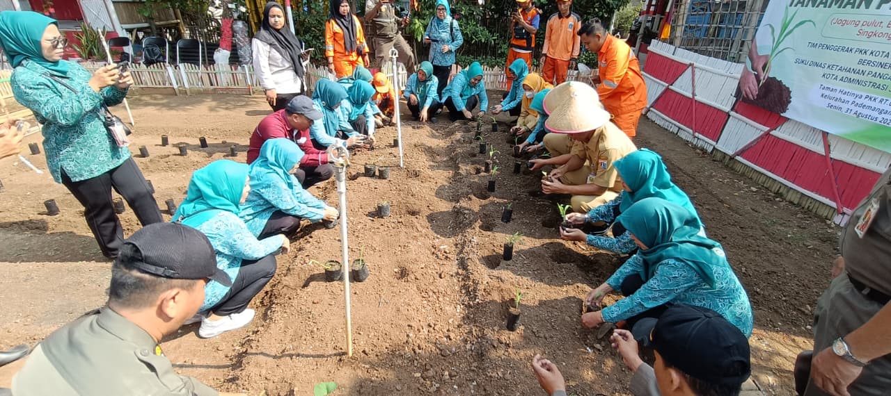 Gerakan Tanam Serentak Tanaman Pendamping Beras di Kecamatan Pademangan 5