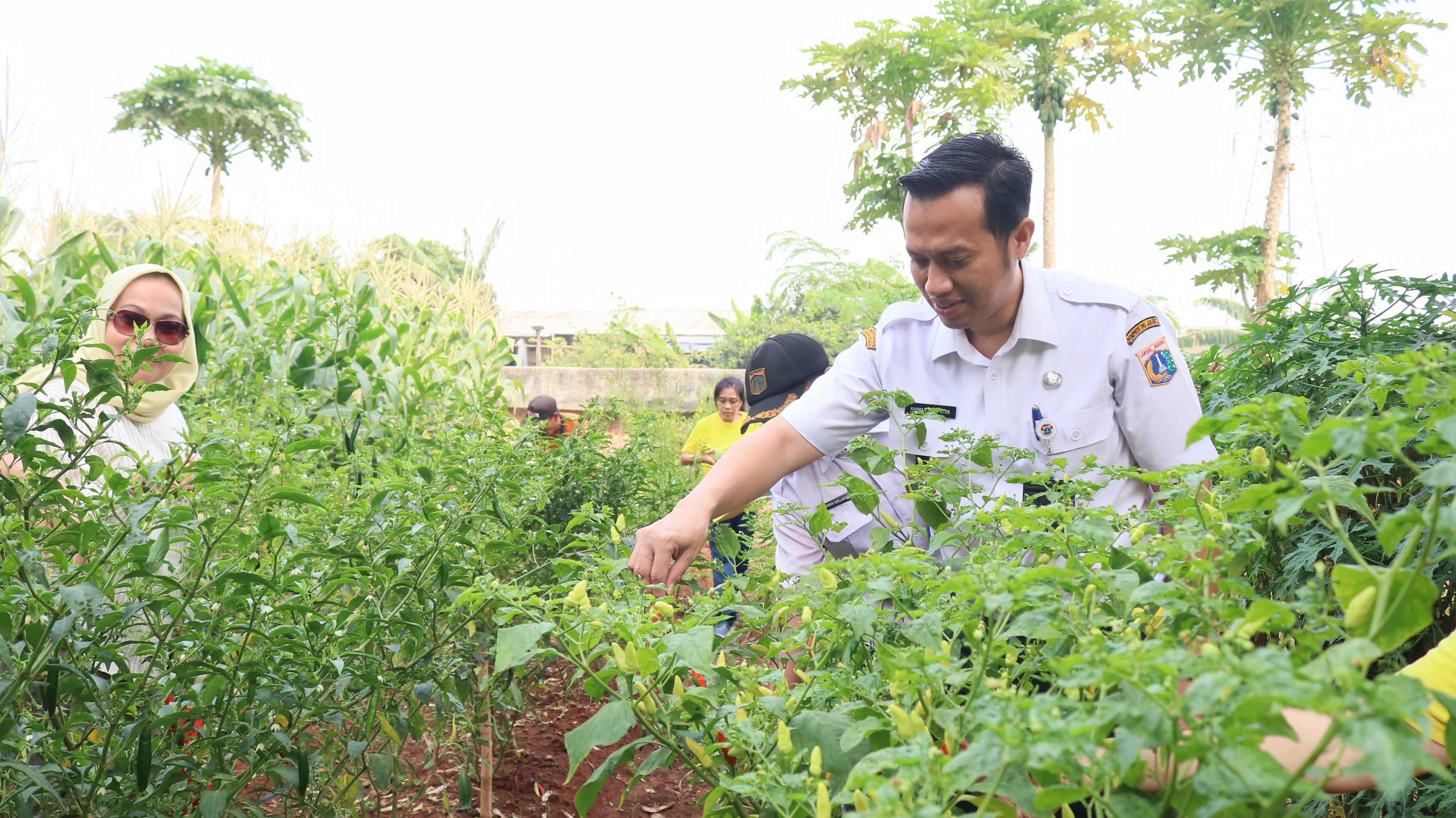 Panen Jagung dan Pisang di Kebun Lemon Grass RW 12 Kelapa Gading Barat 1