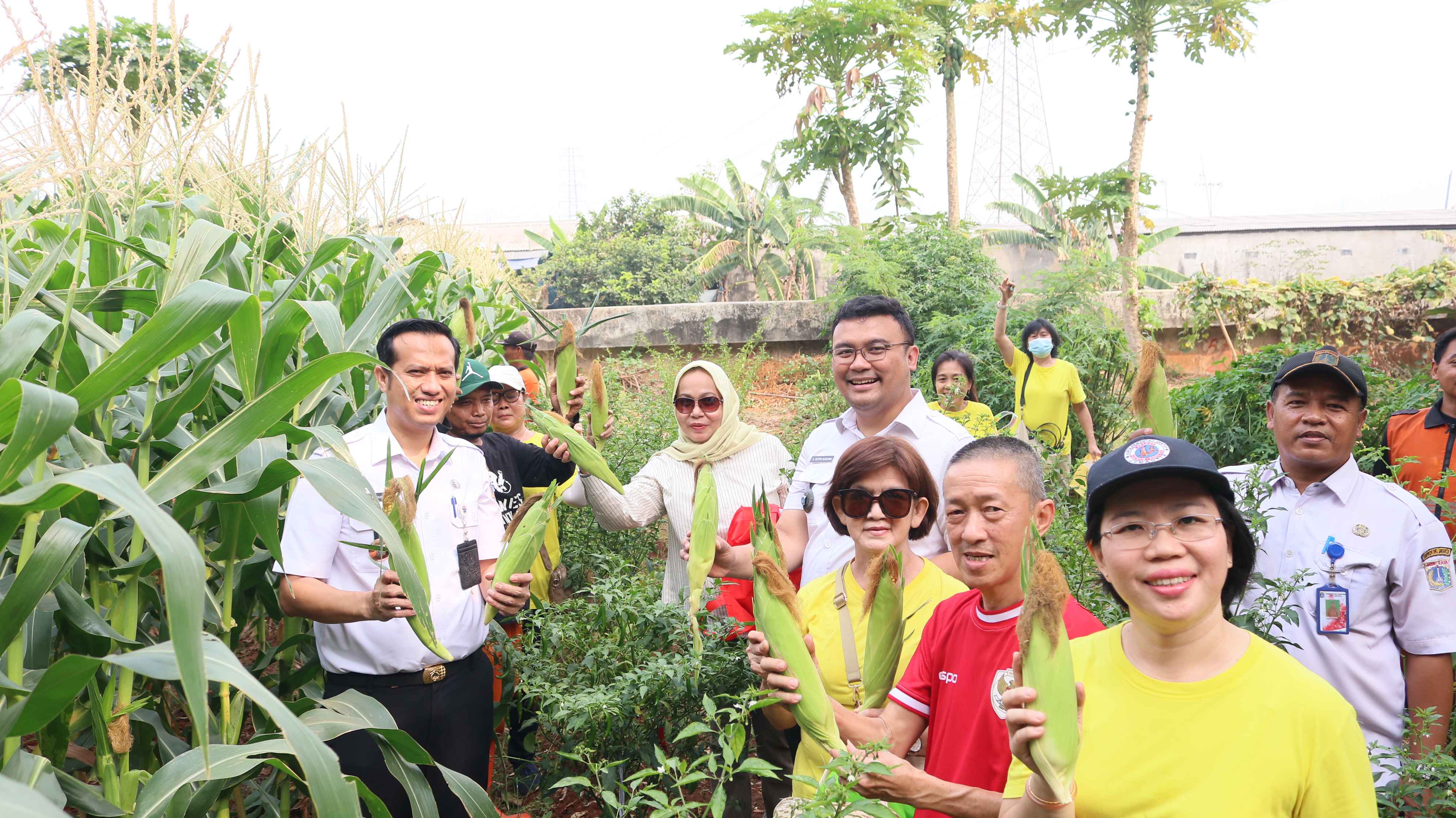 Panen Jagung dan Pisang di Kebun Lemon Grass RW 12 Kelapa Gading Barat 5