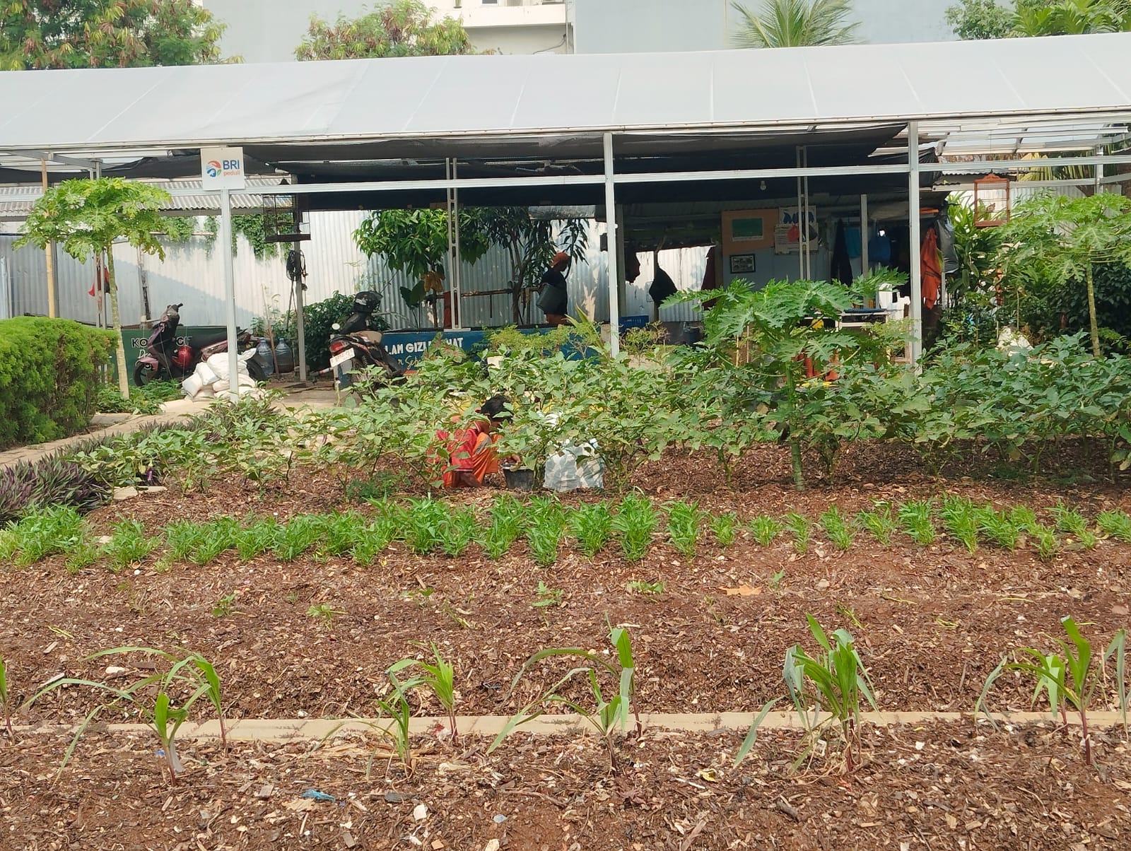 Peninjauan Urban Farming Kebun Pegangsaan Dua Menanam (Gangnam) 3