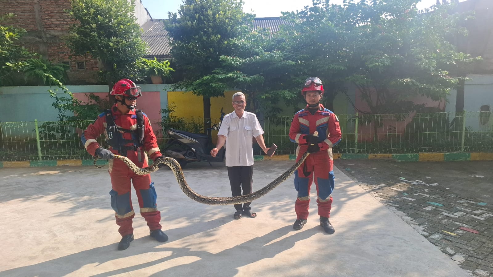 Evakuasi Ular Sanca. 1