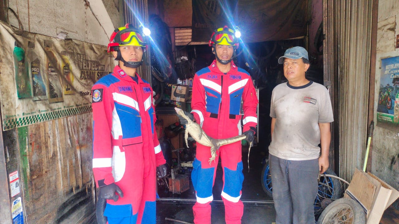 Evakuasi Binatang Biawak. 2