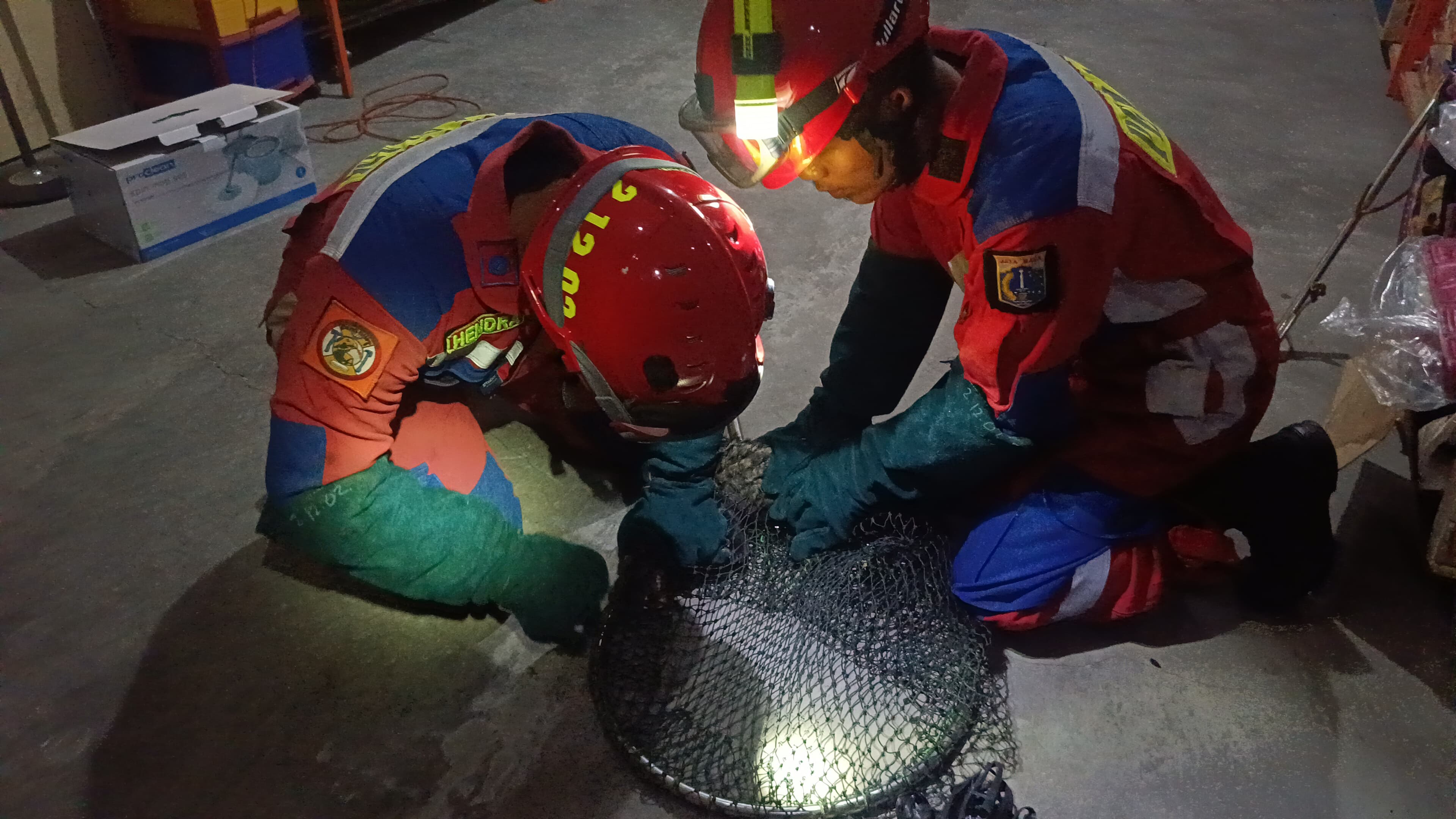 Evakuasi Binatang Musang 2