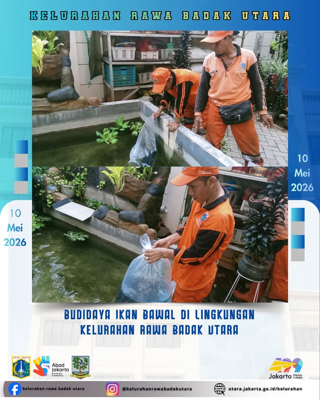 PPSU Kelurahan Rawa Badak Utara melakukan pemeliharaan bibit ikan bawal sebanyak 400 ekor 3