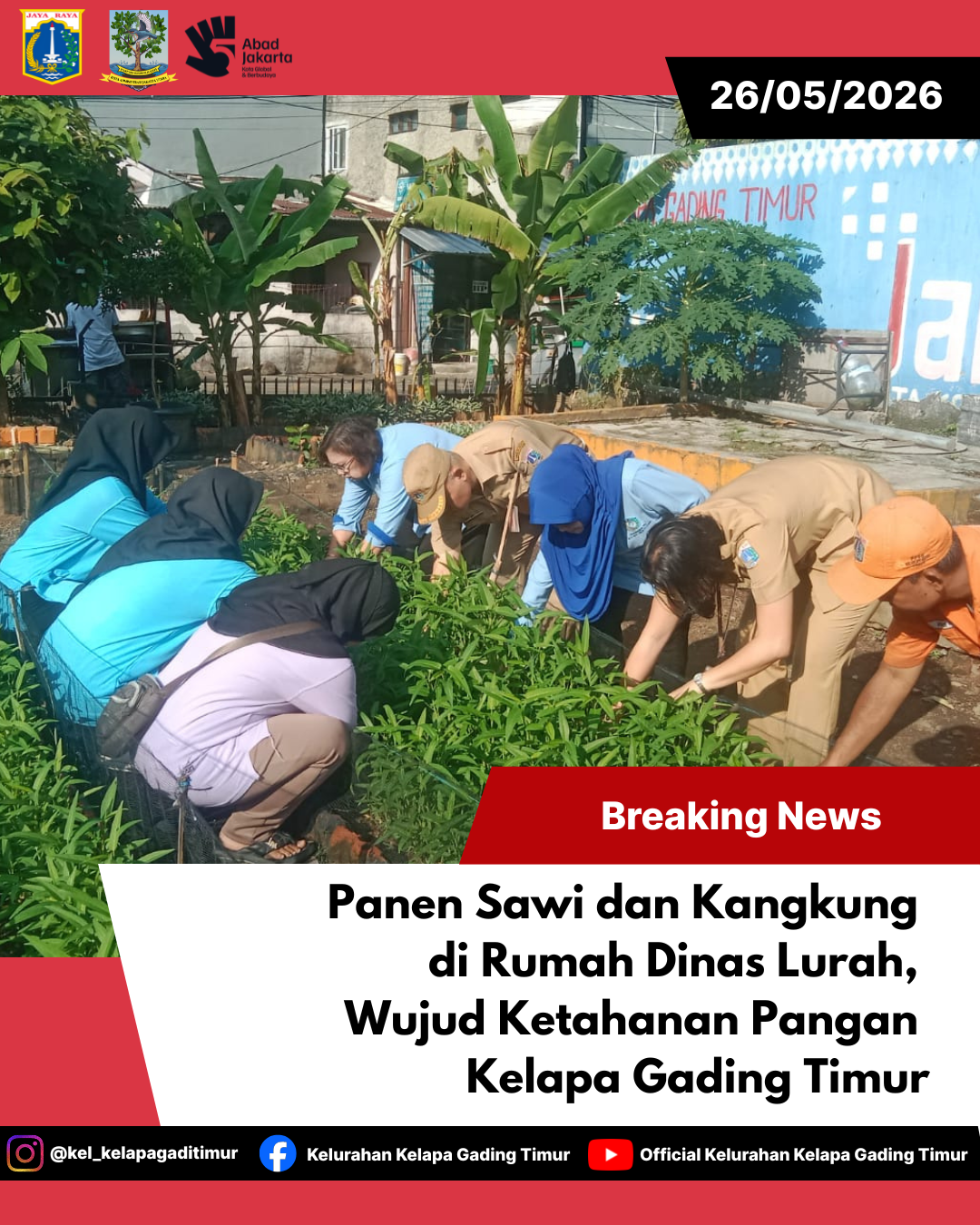 Panen Sawi dan Kangkung di Rumah Dinas Lurah Kelapa Gading Timur, Wujud Ketahanan Pangan dan Pemanfaatan Lahan 4