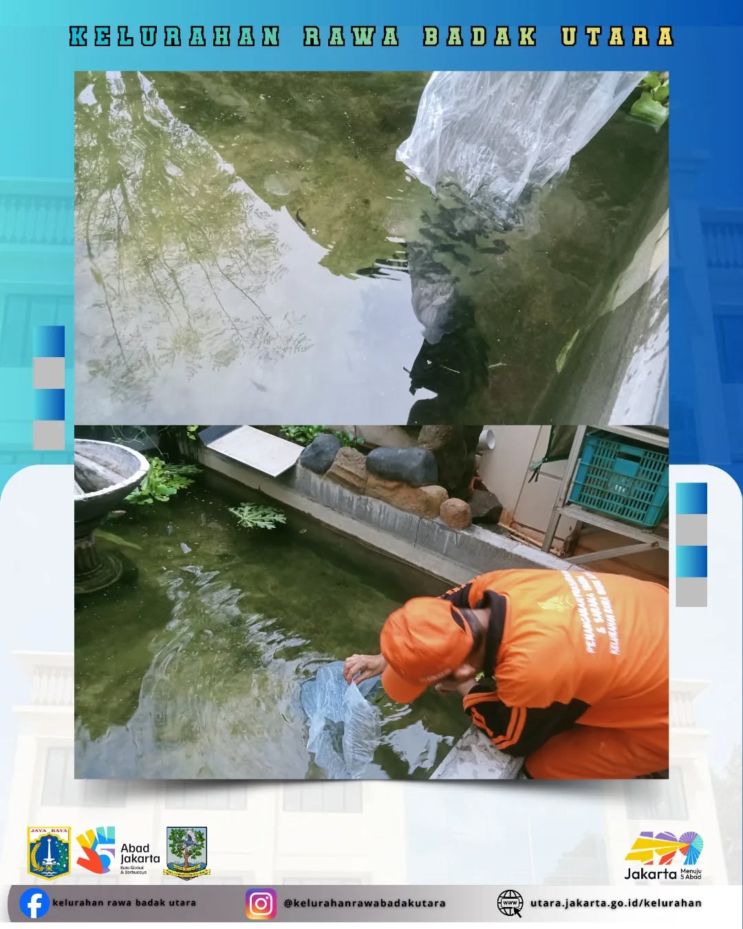 PPSU Kelurahan Rawa Badak Utara melakukan pemeliharaan bibit ikan bawal sebanyak 400 ekor 1