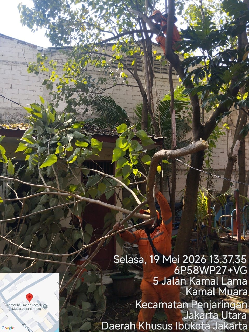 PPSU Kamal Muara Percantik Lingkungan Kantor Kelurahan Lewat Perapihan Pohon dan Pembersihan Daun Kering 3
