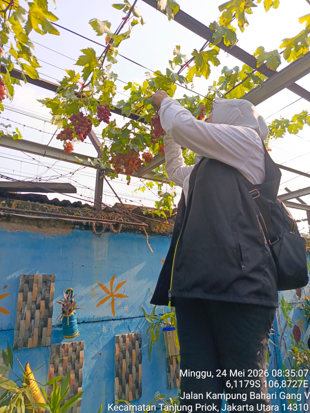 Kasie Ekonomi Pembangunan Kelurahan Tanjung Priok Melaksanakan Panen Anggur di Wilayah RW.05 3