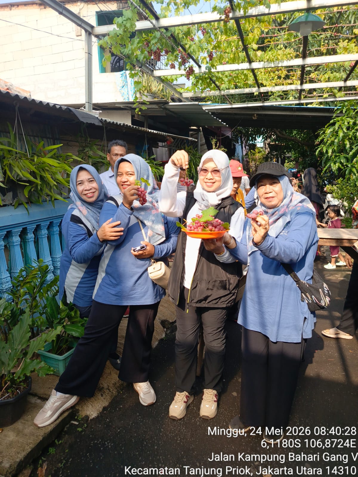 Kasie Ekonomi Pembangunan Kelurahan Tanjung Priok Melaksanakan Panen Anggur di Wilayah RW.05 2