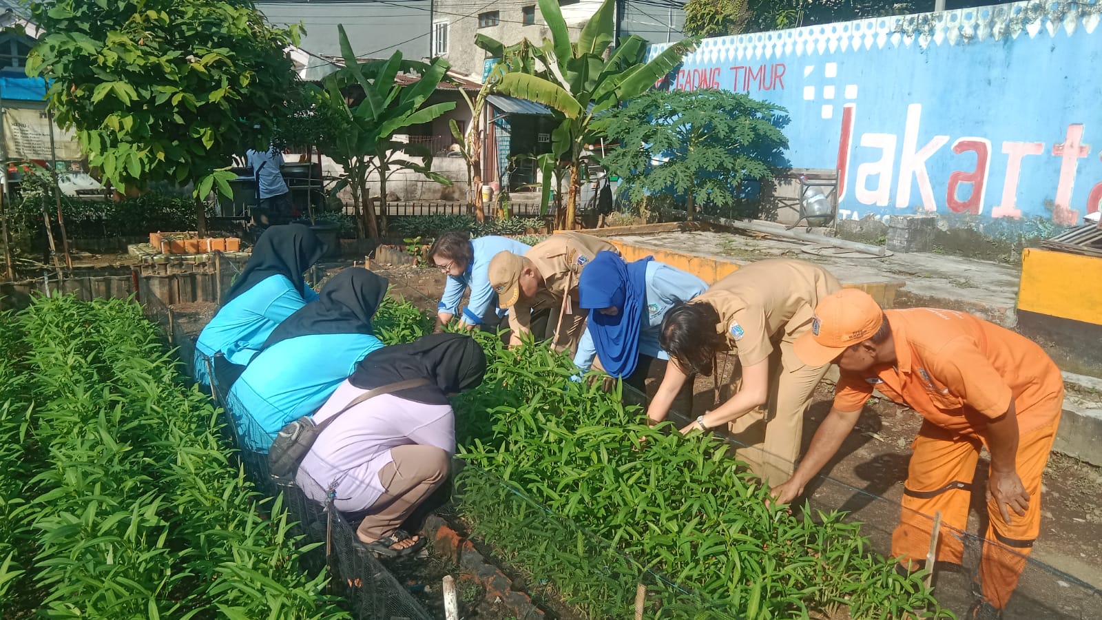 Panen Sawi dan Kangkung di Rumah Dinas Lurah Kelapa Gading Timur, Wujud Ketahanan Pangan dan Pemanfaatan Lahan 1