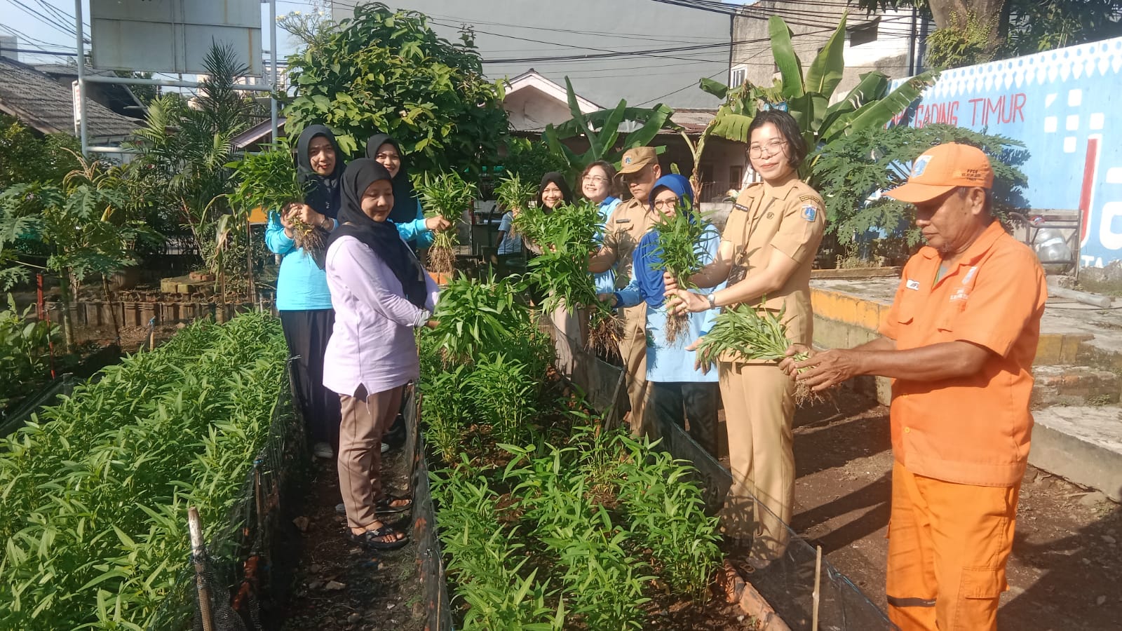 Panen Sawi dan Kangkung di Rumah Dinas Lurah Kelapa Gading Timur, Wujud Ketahanan Pangan dan Pemanfaatan Lahan 2
