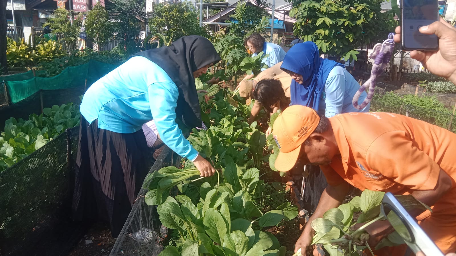 Panen Sawi dan Kangkung di Rumah Dinas Lurah Kelapa Gading Timur, Wujud Ketahanan Pangan dan Pemanfaatan Lahan 3
