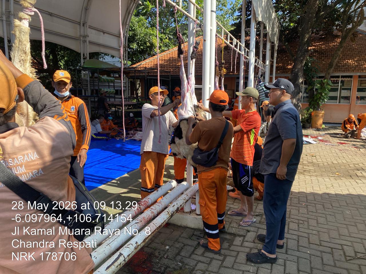 Pemotongan Hewan Kurban di Kelurahan Kamal Muara Perkuat Kepedulian Sosial dan Semangat Kebersamaan 3