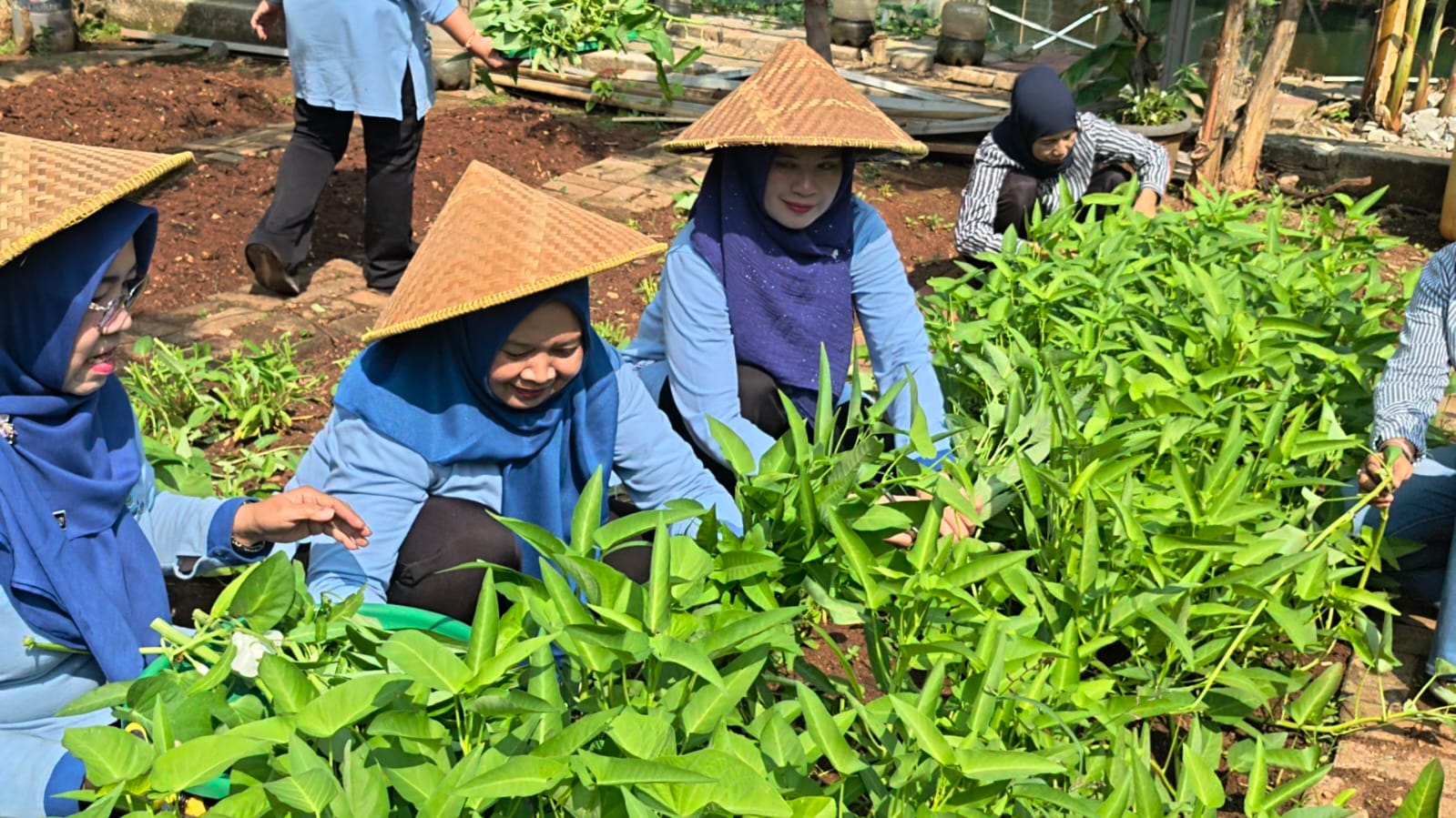 Panen Kangkung Pertanian Perkotaan RW 05, Wujud Ketahanan Pangan dan Penghijauan Lingkungan 2
