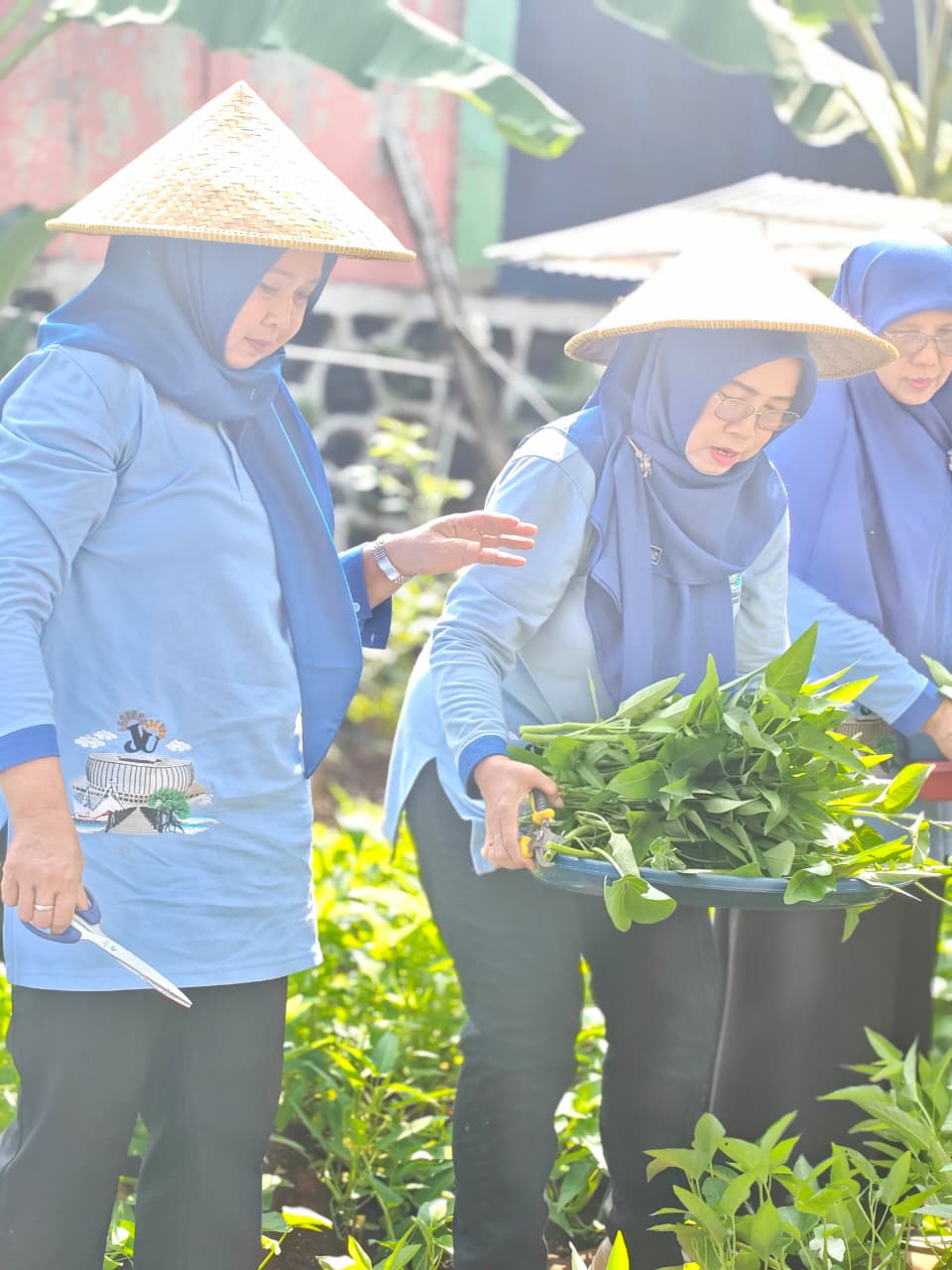 Panen Kangkung Pertanian Perkotaan RW 05, Wujud Ketahanan Pangan dan Penghijauan Lingkungan 5