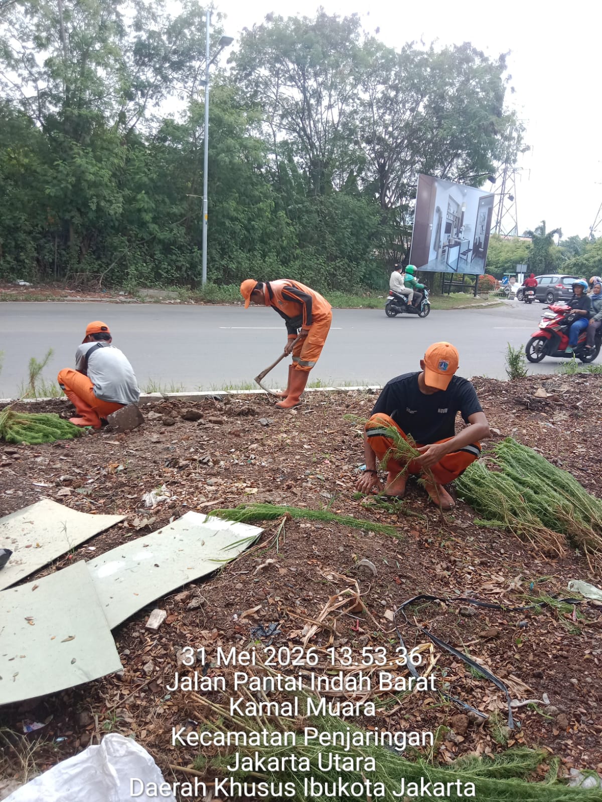 PPSU Kamal Muara Tanam Pohon Cemara, Wujud Nyata Kepedulian Membangun Lingkungan Hijau dan Asri 2