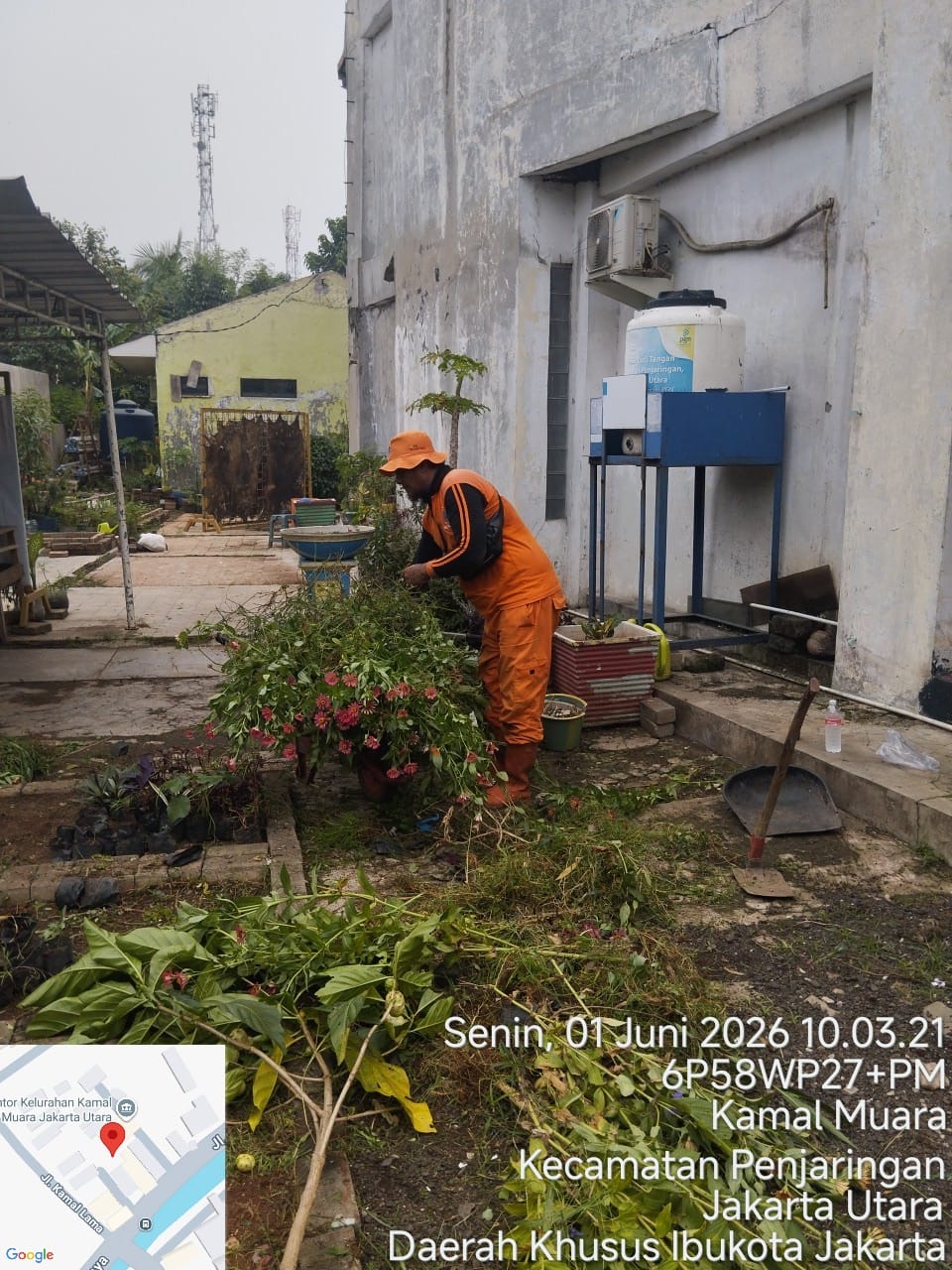 PPSU Kamal Muara Perkuat Penghijauan Wilayah Melalui Penataan Area Pembibitan Tanaman 2