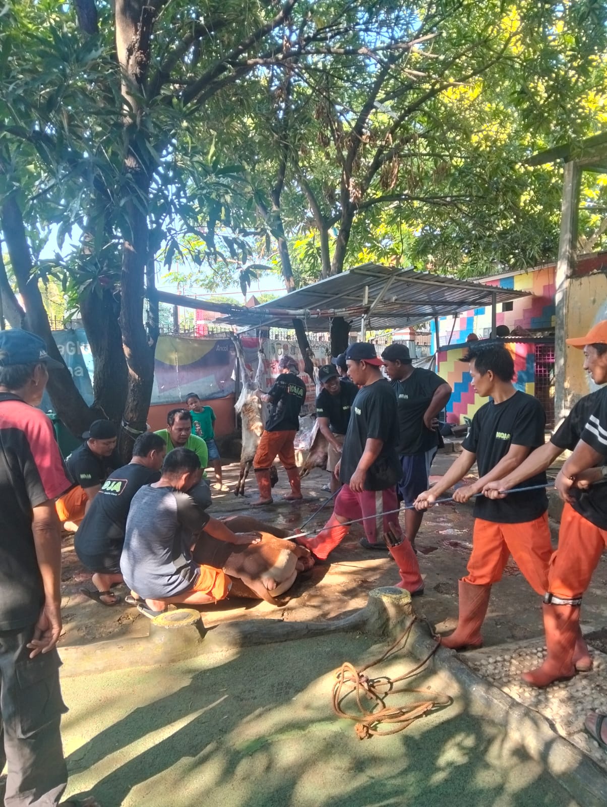 Kegiatan Peninjauan dan Pendampingan Pemotongan Hewan Qurban Kelurahan Koja 4