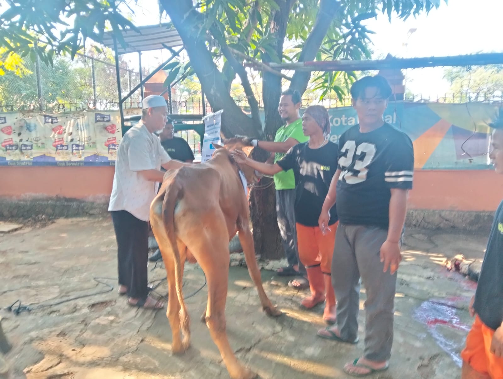 Kegiatan Peninjauan dan Pendampingan Pemotongan Hewan Qurban Kelurahan Koja 1