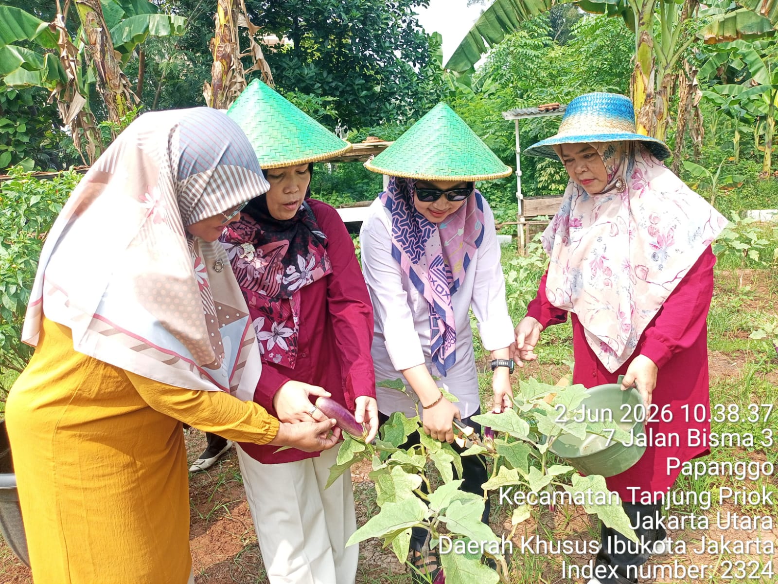 Ketua TP PKK Kelurahan Papanggo Monitoring dan Panen Hasil Kebun Produktif di RW 05 dan Mandiri Bisma 5