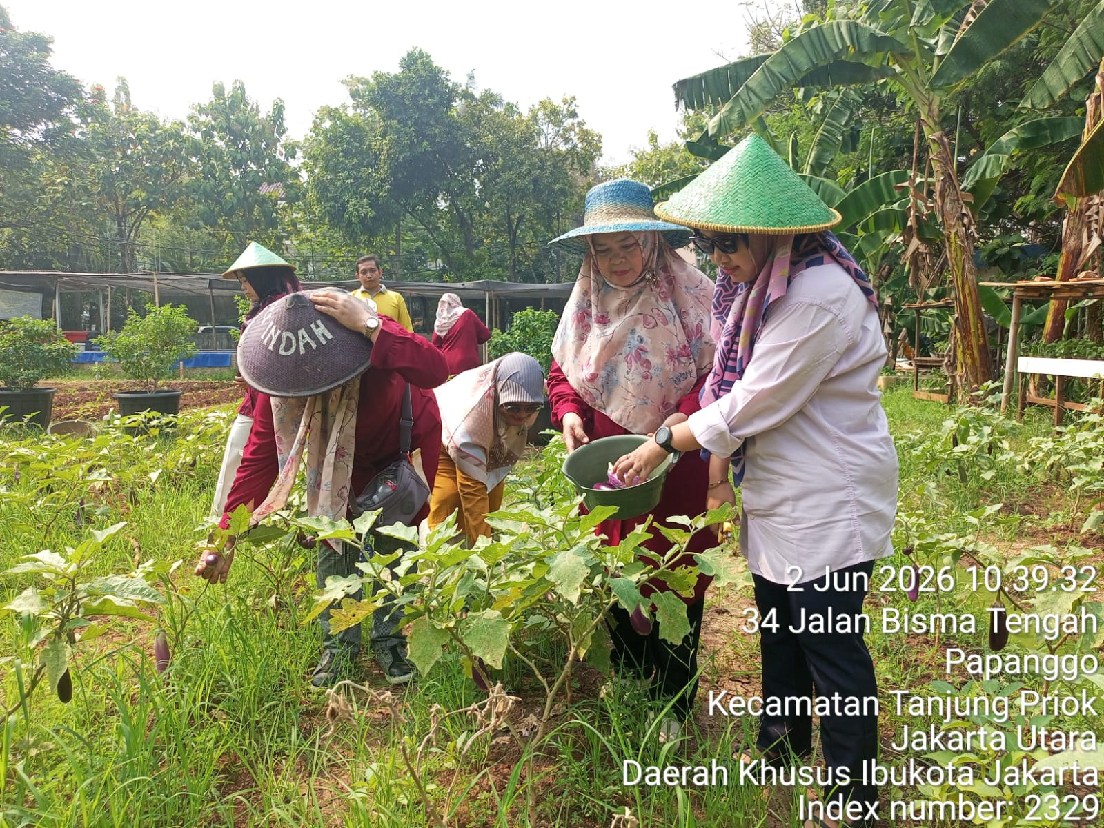 Ketua TP PKK Kelurahan Papanggo Monitoring dan Panen Hasil Kebun Produktif di RW 05 dan Mandiri Bisma 6